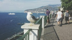 Sorrento Amalfi coast