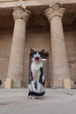 mostlycatsmostly:  At the Temple of Horus (via courth)