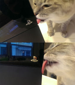 electra-descending:  ivaan-ffxiv:  deershadow:  i bet that cat doesn’t even game, it’s just doing it for attention.   Fake gamer cats, ugh  Let’s dox him!!!! viva la gamer gate! 