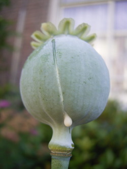 wez57:  baktias-luna:  a-redemption-under-construction:  xxdeadncidexx:  sixpenceee:  The above are opium poppies. The milky fluid that seeps from cuts in the unripe poppy seed pod has, since ancient times, been scraped off and air-dried to produce what