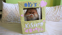 okithecat:  Oki’s Kissing Booth with his girlfriend Pepper 