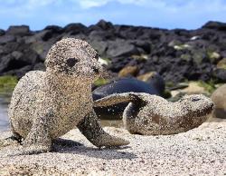 c-bassmeow:  laurajmoss:  Fresh out of the water, newborn sea lion pups roll in sand to protect themselves from the blazing sun in San Cristobal, Galapagos Islands.  i just threw up this is so precious   awww