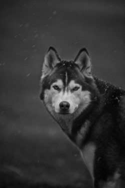 earthyday:  Wolf or Dog?  by Chad Vaughan  