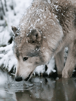 50shadesofsuckmydick:  assholeshavefeelings:  WHOADUDE   this wolf’s defense mechanism is meant to ward of threats, making it seem as if they’re having a hallucinogenic crisis.  Nature is amazing.