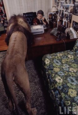 martlna:  wolfskulls:  Tippi Hedren and family living with a pride of lions.  DREAM LIFE DREAM LIFE IM CRYING 
