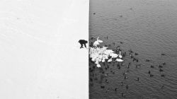 A man feeding swans and ducks from a snowy river bank in Krakow