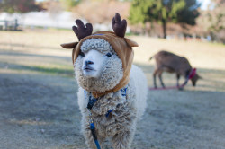 wanderthewood:  Sheep dressed like a reindeer - Shibukawa, Gunma, Japan by hyas_private