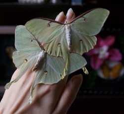 thebutterflybabe:  The Luna Moth has no mouth and does not eat or drink, only living one week as an adult. Females lay up to 200 eggs. There has been concern that light pollution from man-made sources, like street lights, may deter silk moths from mating.