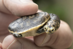 sdzoo:When keepers discovered a clutch of mystery eggs in Reptile Mesa, they weren’t sure which species they belonged to. Flash forward to April 3, 2018 when a tiny Oreo-cookie-sized Parker’s snake-neck turtle emerged. Mystery solved!  Spring  at