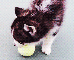 yeollovemebaek:  baby husky and its tennis ball 