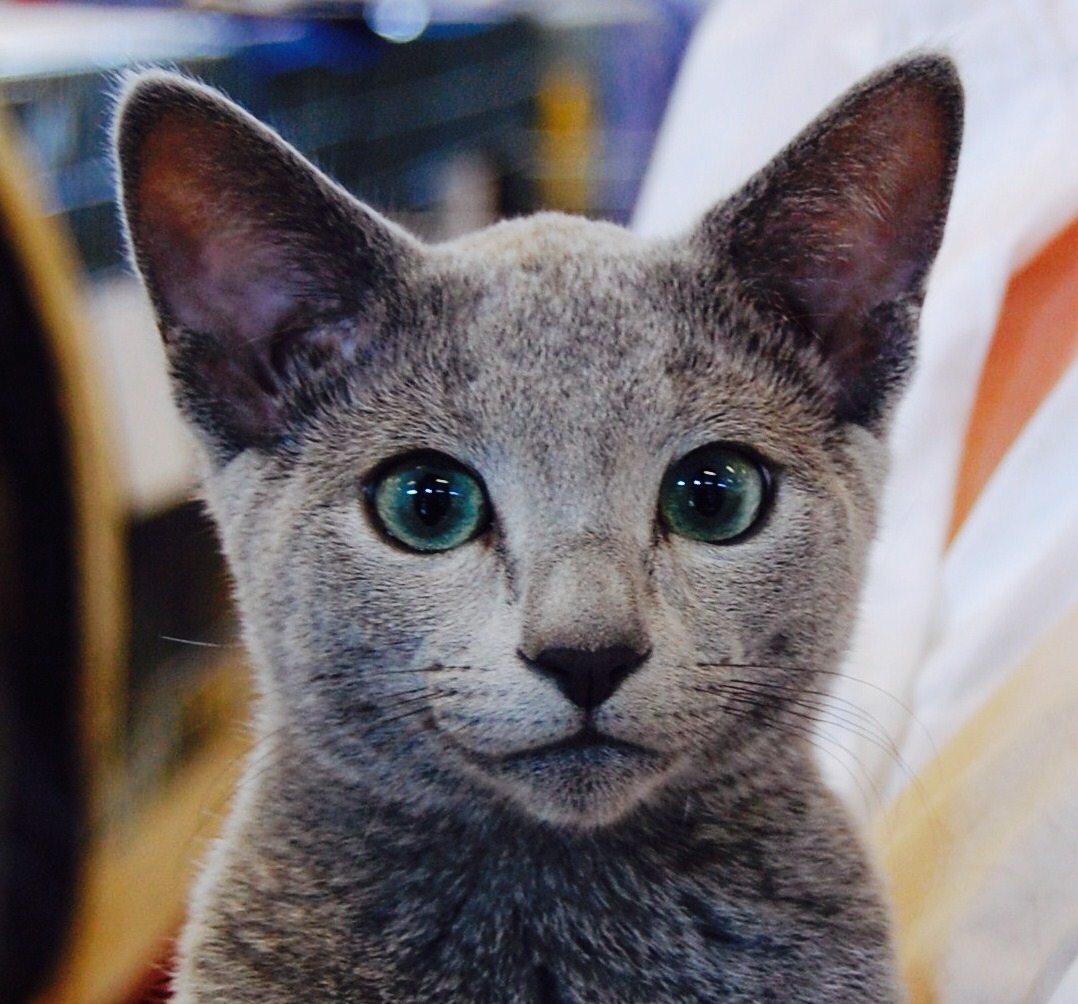 Male russian blue cat