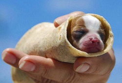 all-thats-interesting:  Dog BurritosThis is the greatest, most concise post ever and it requires no explanation.Source: Sad And UselessHad enough cuteness? Didn’t think so. Click here for pictures of Flint, the cutest dog possible.