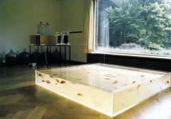 installationia:  (Hans Haacke, Rhinewater Purification Plant, 1972. Glass and acrylic containers, pump, polluted Rhine water, tubing, filters, chemicals, goldfish, drainage to garden. Museum Haus Lange, Krefeld.) (Pruned: April 2011から) (Hans Haacke,