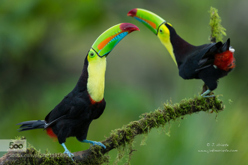 Keel billed toucan milf picture