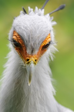 Give us a wink (Secretary Bird &hellip; those eyelashes are almost surreal!)