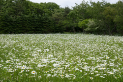 jacko-plantern:   Marguerite Field, Yamanakako Hananomiyako Park マーガレット畑・山中湖花の都公園   