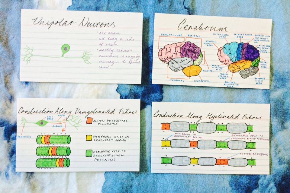 SNC2D Grade 10 Academic Science – Biology Notes