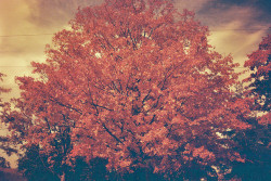 just-asheep:  Redscale Fall Tree by Baka John on Flickr.