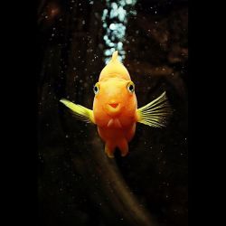 #fishyfishy #goldfish