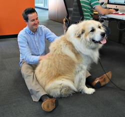 tymorrowland:  thecutestofthecute:  Big dogs who think they are lap dogs.  all puppies are puppies regardless of size 
