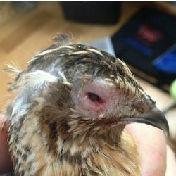 Sadly. One of the ladies has an eye infection or lost her eye very recently. Living in feces has to stress the birds out and obviously, it is not very healthy. Cleaned the area area her eye. But not sure what else I can do&hellip; Do any of you have any