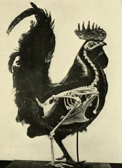 magictransistor:  William Beebe, Skeleton of the Chicken (Gallus gallus domesticus), 1906.