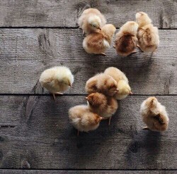hipsterpostings:chickens