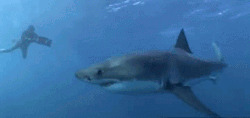 trynottodrown:  swimming with sharks (x) 