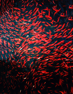 zeroing:  red fish 