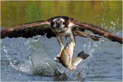 Lunch on the fly (Osprey with Trout)