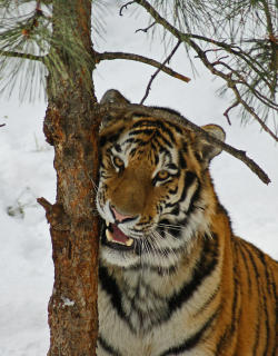 beautiful-wildlife:  Tiger by Ernie Echols 