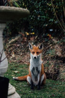 pagewoman: Red fox by Jeska Hearne 