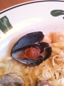 what-the-flippity-flam-stalker:  actualirleridan:  andrewthepoet:  One time I went on a date to the Olive Garden and I ordered the seafood pasta. I open up one of the muscle oyster things and low and behold there is a tiny crab in there. I freak out and