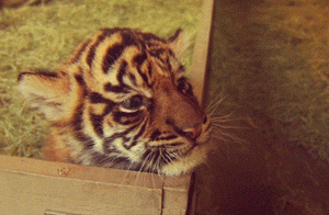 sdzsafaripark:  Teething Sumatran tiger cub 