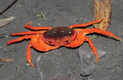 dogbosser:  macpye:  izzy-the-fish-girl:  Crab from the Chinese pet market turns out to be a new species of a new genus Shimmering carapaces and rattling claws make colourful freshwater crabs attractive to pet keepers. To answer the demand, fishermen