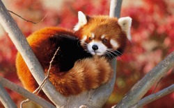 everythingfox: Red panda &amp; red fox &lt;3