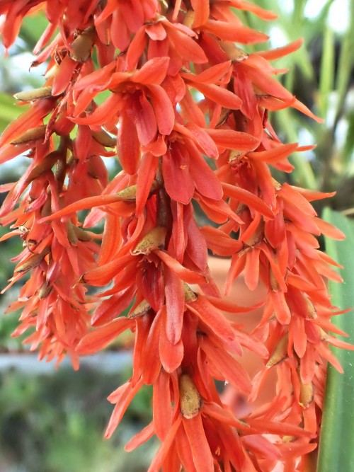 orchid-a-day:    Dendrochilum coccineum  June 12, 2022