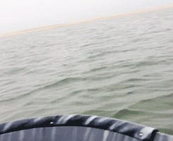 gaslightgallows:swamp-spirit:errorofyourways:asianconfusion:Seal jumps on duck hunter’s boat and wants to cuddle X  #HIS NAME IS GET OFF ME   #DOG MERMAIDS#oh my god. oh my god dog mermaids have just as poor of manners as regular dogs  # LOVE ME LOVE