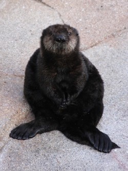 dailyotter:  New Otter Pup on Exhibit at Monterey Bay Aquarium! Via Monterey Bay Aquarium, which writes:  A rescued male sea otter pup went on exhibit January 21, with companion otter, Gidget. The debut of the 12 1/2-week-old makes him the sixth pup