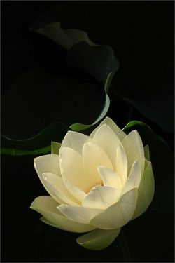 yogibe:  White Lotus Macro   