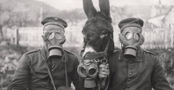 German soldiers and their mule wearing gas mask - 1916