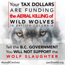 dovin-the-furry:  wolveswolves:  Stop the unethical and inhumane British Columbian wolf kill One wolf pack in southern B.C. has now been hunted down and inhumanely killed by hunters in helicopters. More packs are being targeted. We can’t stand by and