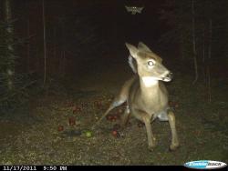 howtoskinatiger: carnivorecam:  Deer runs from flying squirrel (caught on trail camera)   This is one of the greatest images I have ever seen   Jersey devil being assaulted by mothman (colorized,1946)
