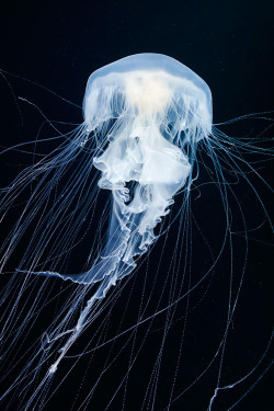 asylum-art:  The Alien Beauty Of Jellyfish In Alexander Semenov ’s New Photos Russian marine biologist and underwater photographer Alexander Semenov is back with some new extraordinary photographs of the deep sea aliens. Alexander is currently leading