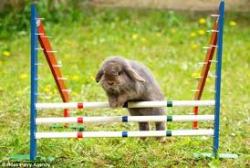 disasterjuice:  Rabbit Jumping Random Fact Day! In the seventies, Sweden developed a rabbit show jumping similar to our horse… View Post 