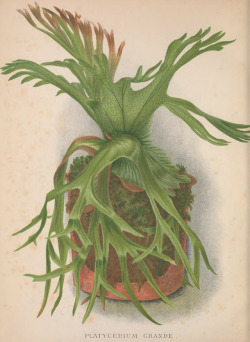 nemfrog:Staghorn fern. The book of choice ferns. v.1. 1892. Frontispiece.