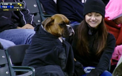 mlb:  What a lucky dog.