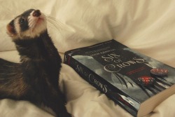 the-book-ferret:  SIX OF CROWS GIVEAWAY!I was fortunate enough to win an ARC of Six of Crows a few weeks ago and I want to share it! This book was by beautiful and amazing and I know there are many of you who possibly can’t afford it right now or can’t
