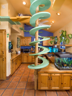 justasfuckingalien:  noodroid:  tigerlilyx:  glita:  oh my god  Cat heaven  THIS IS WHAT I ASPIRE TO HAVE MY HOUSE TO BE.  Future house 