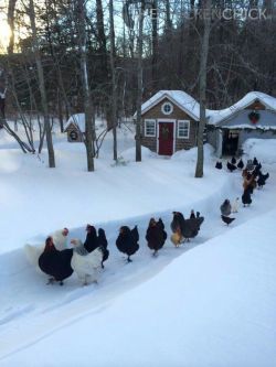 robotsandfrippary: assbaka:  thegravelbro: a mass exodus from chicken village  what tragedy befell these gentle folk…  they look like they’re going to early church. 